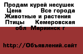 Продам курей несушек › Цена ­ 350 - Все города Животные и растения » Птицы   . Кемеровская обл.,Мариинск г.